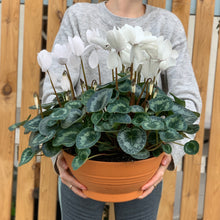 Load image into Gallery viewer, Large Potted Cyclamen