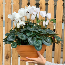 Load image into Gallery viewer, Large Potted Cyclamen