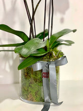 Load image into Gallery viewer, Potted Phalaenopsis Orchid