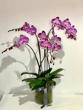 Load image into Gallery viewer, Potted Phalaenopsis Orchid